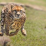 cheetah