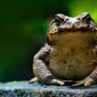 Toad