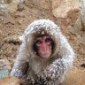 snow monkey