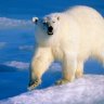 canadianice
