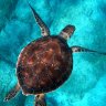 turtle88
