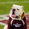 MSUBulldog2003