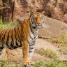 LURKING TIGER