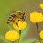 beefree