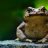 Toad