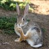 Rabbit Foot