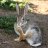 Rabbit Foot